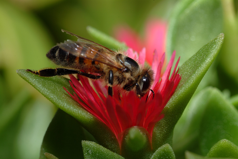 Apis mellifera